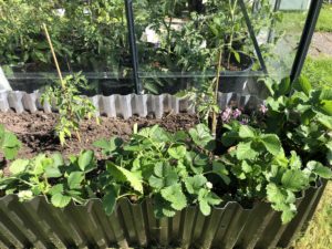 Samplantering tomat och jordgubb och sommarblommor