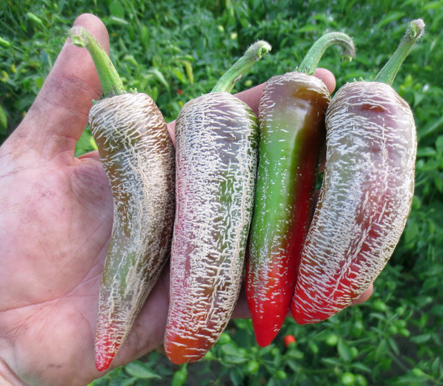 Jalapeno Farmers Market Odlingsfeber