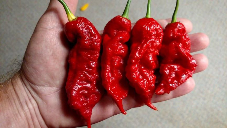 10 Semi Di Peperoncino Jai's Ghost Scorpion Red – Varietà Piccante – Include Guida Alla Coltivazione