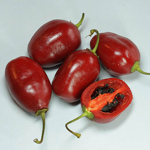 Rocoto CAP 867 RED - Odlingsfeber