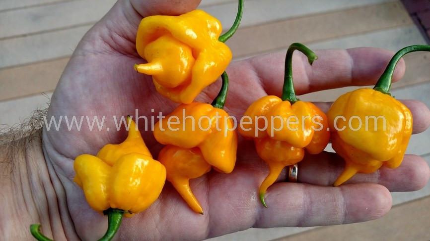 Chili-Samen 'Trinidad Scorpion Butch T' - 5 Samen, Extrem Scharf