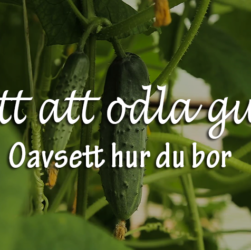 3 sätt att odla gurka på - oavsett hur du bor