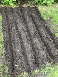 Samplantering, Gör skåror i marken med en planka.